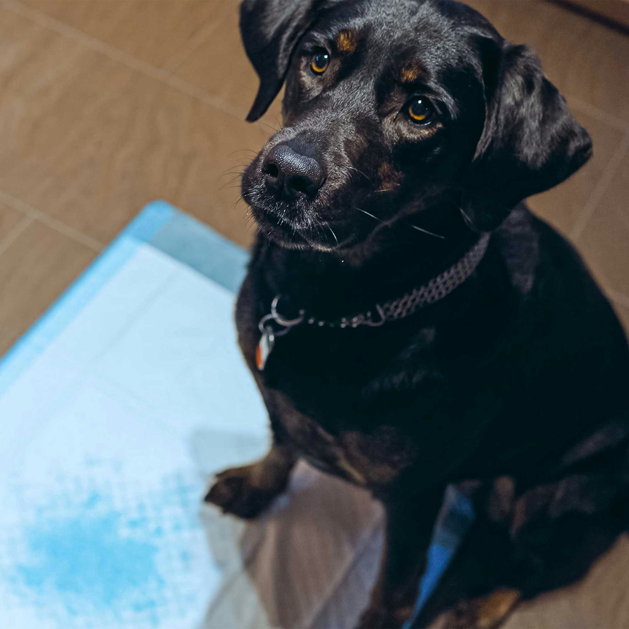 Sofex Krankenunterlagen Blau