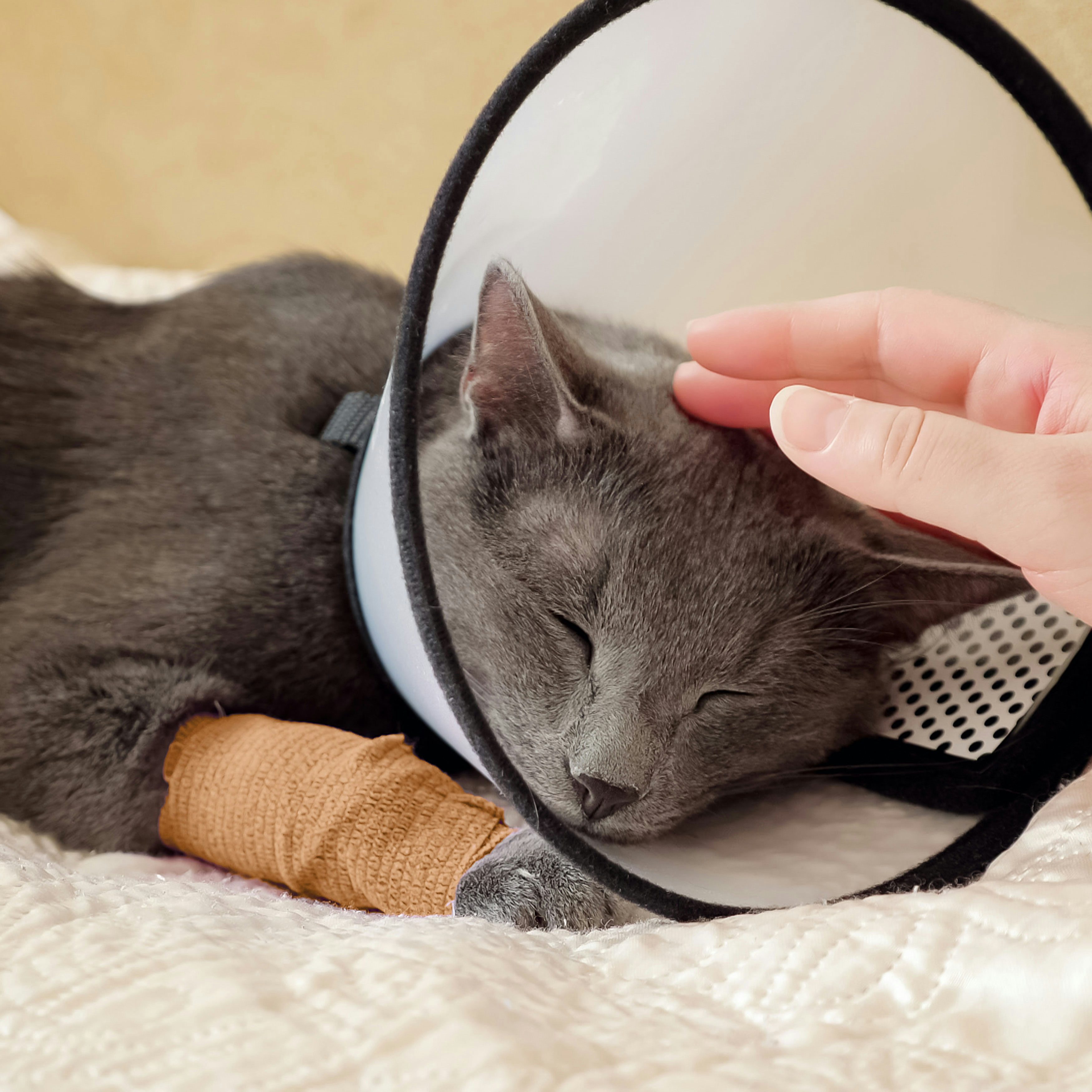 Sofex Fix Selbstklebender Verband