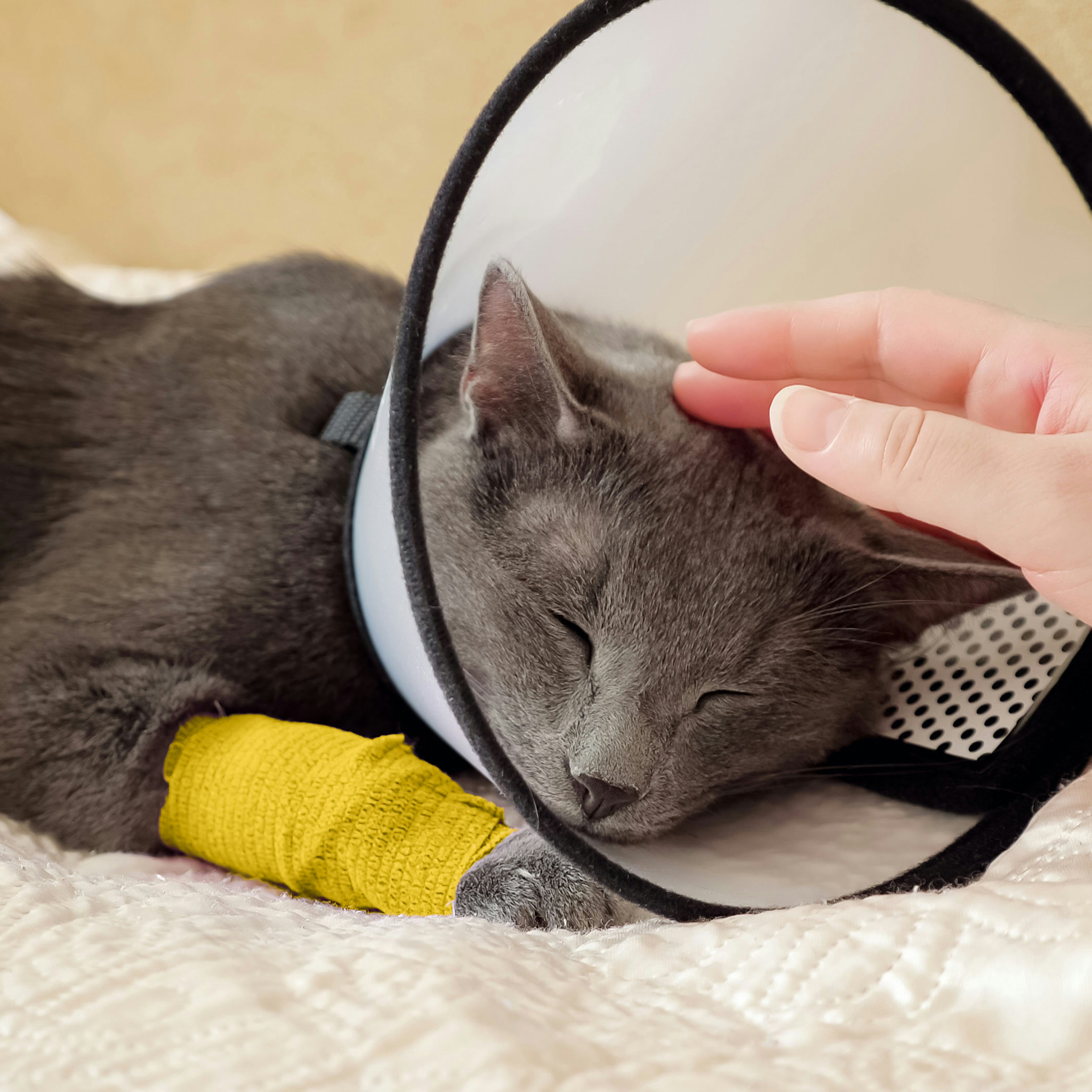 Sofex Fix Selbstklebender Verband